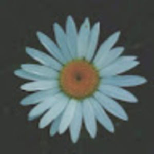 Meet your Posher, Nicolina